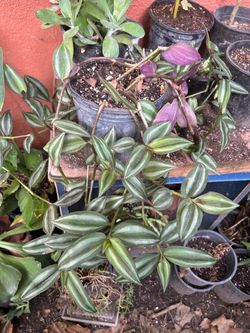 Planta colgante