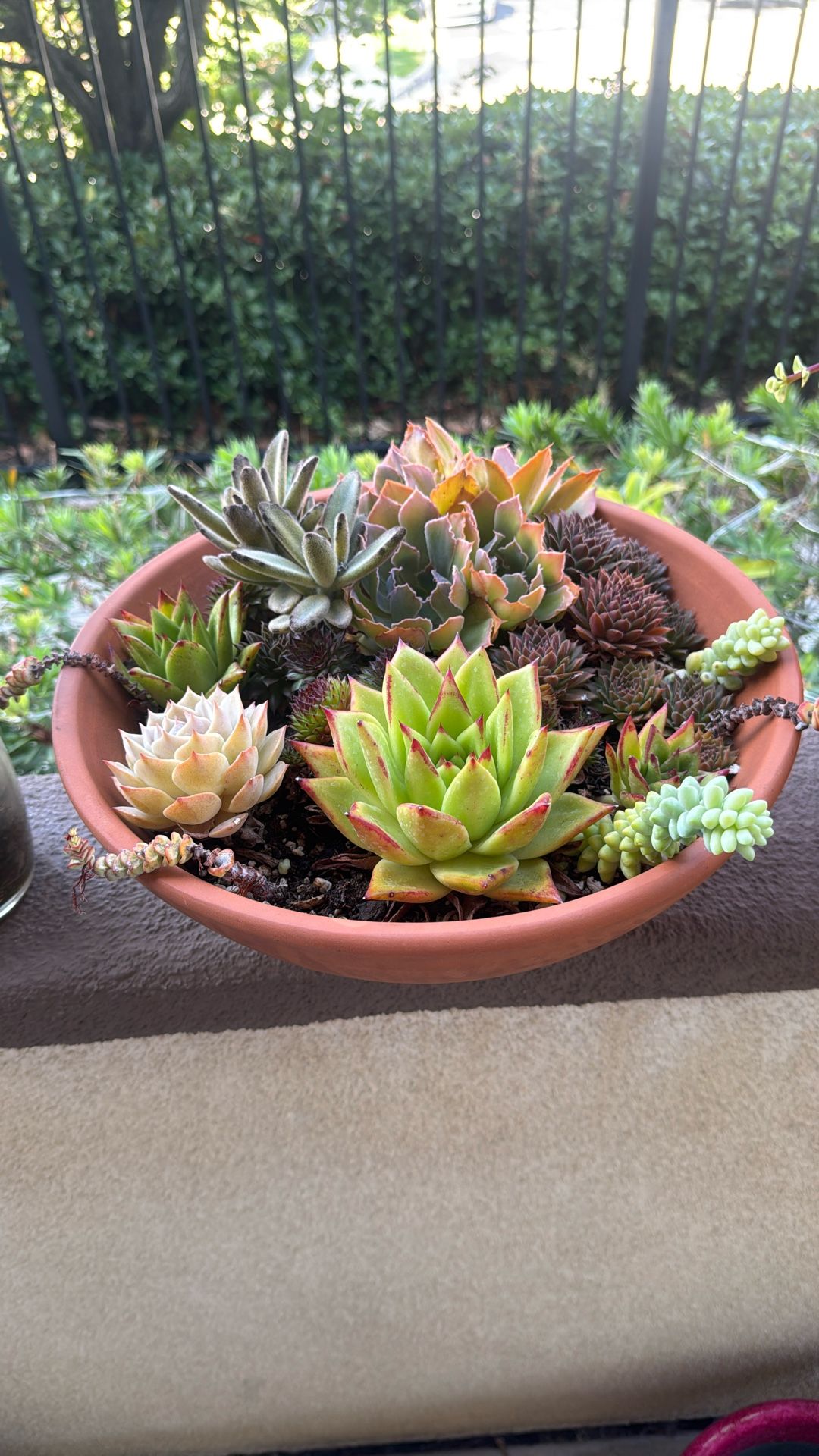 Hand Made Succulents Ceramic Bowl