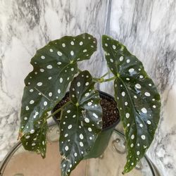 HERMOSAS PLANTAS NATURALES “ ALAS DE ÁNGEL PLANT 