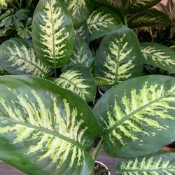 4” Pot Size: Dieffenbachia Tropic Snow; $12 Each