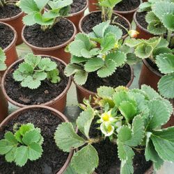 Strawberry Plant's 🍓 $4.00each Or 3 For $ 10