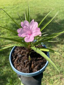 Mexican Petunia / Ruellia Plant
