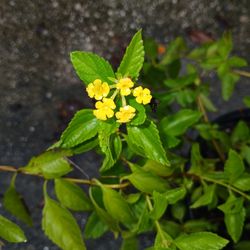 Lantana Flowering Landscape Plant For Butterflies