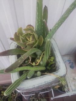 Cat"s tail plus suculants