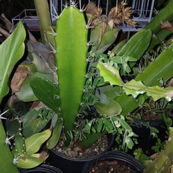 Supersized Cactus Plants 