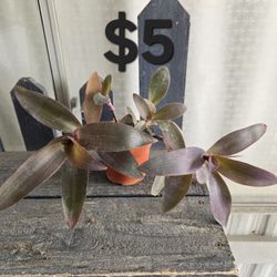 Trandescantia "Purple Heart"