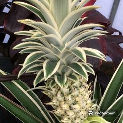 3" Varigated Pineapple Plant 