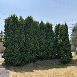 eastern arborvitae 