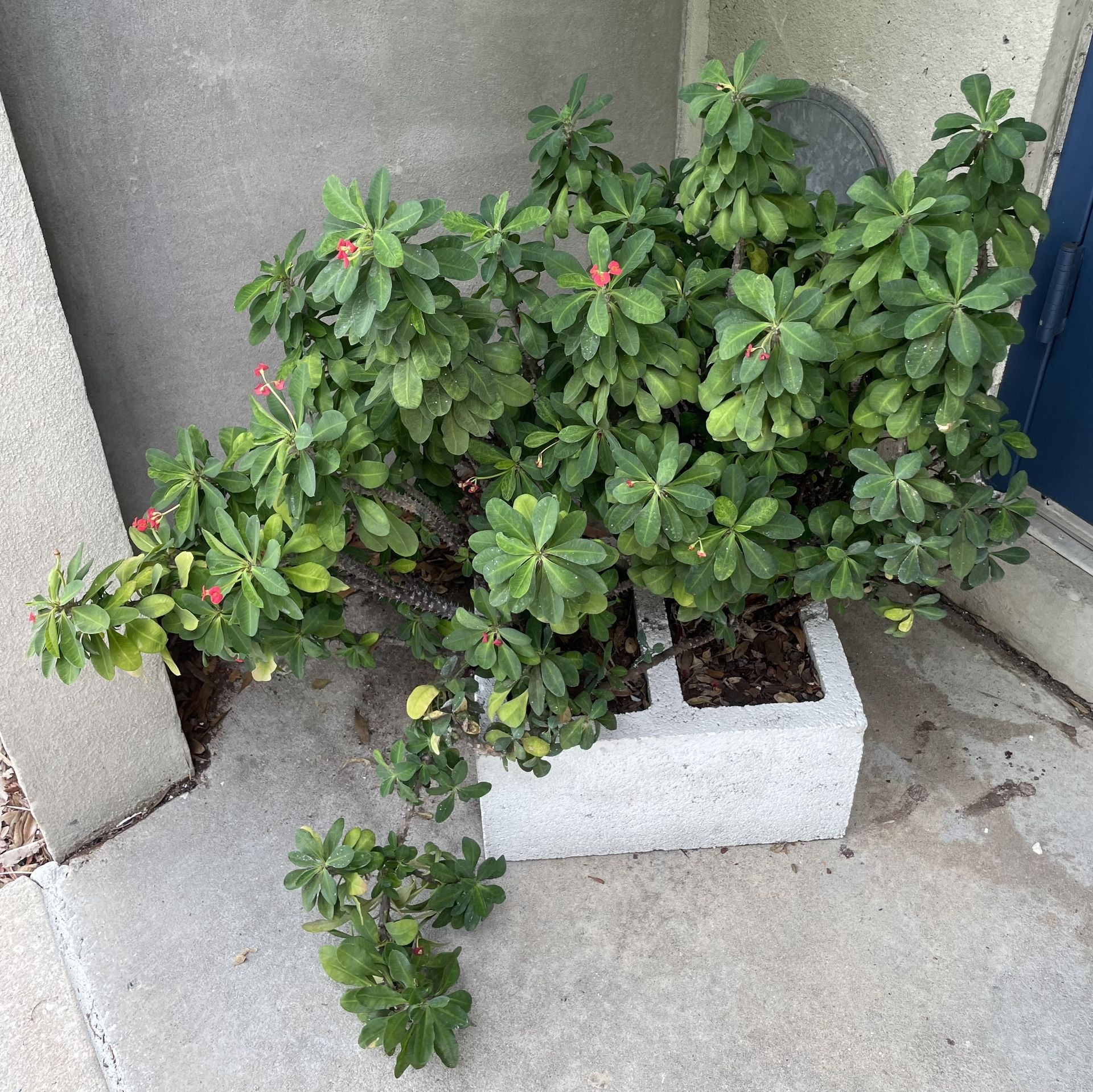 Healthy Large Crown-of-Thorns Plants