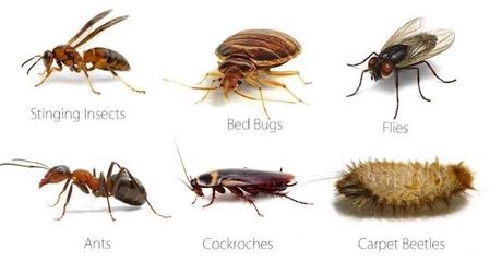 Insect service