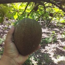 KEY WEST MAMEY FOR SALE. ONLY $2 A POUND