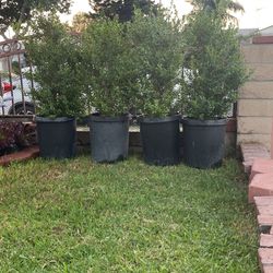 Boxwood/ Bush/ Hedge Fence