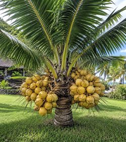 Dwarf coconuts