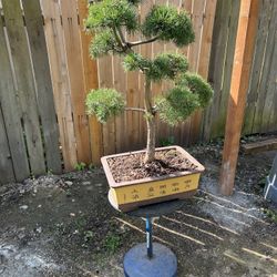 Bonsai Pine