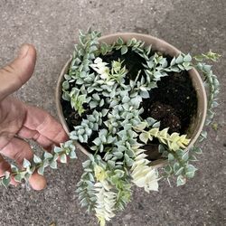 Specialty***Dischidia ruscifolia 'Variegata' "Million Hearts" (6” pot) 95820