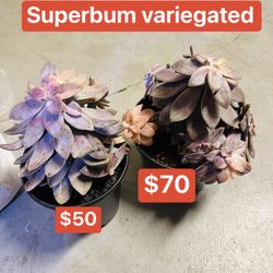 Echeveria Purple Delight $50-$70