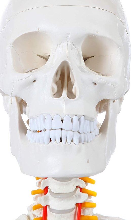 Axis Scientific Life Size Skeleton Model | 5' 6" Full Size Plastic Skeleton is Molded from Real Human Skeleton | Includes Base