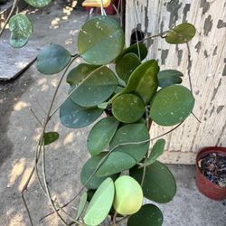 Hoya Obovata Plant