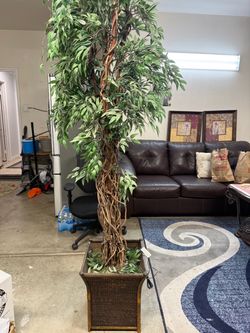 Plant