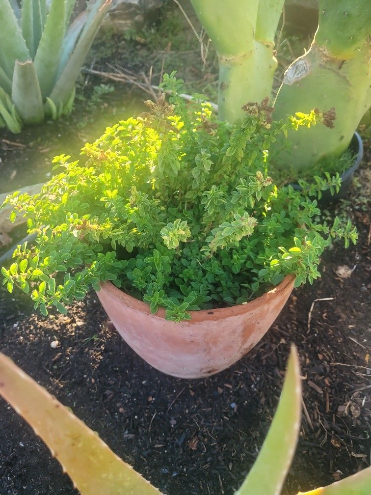 Plantas De Oregano Savila Chile Serrano