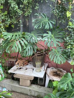 Super big. Monstera