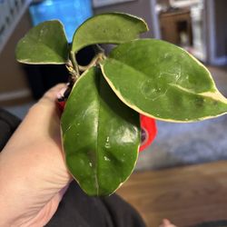Hoya Krimson Queen free cuttings in cup