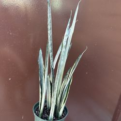6” Sansiveria Bantel Sensation