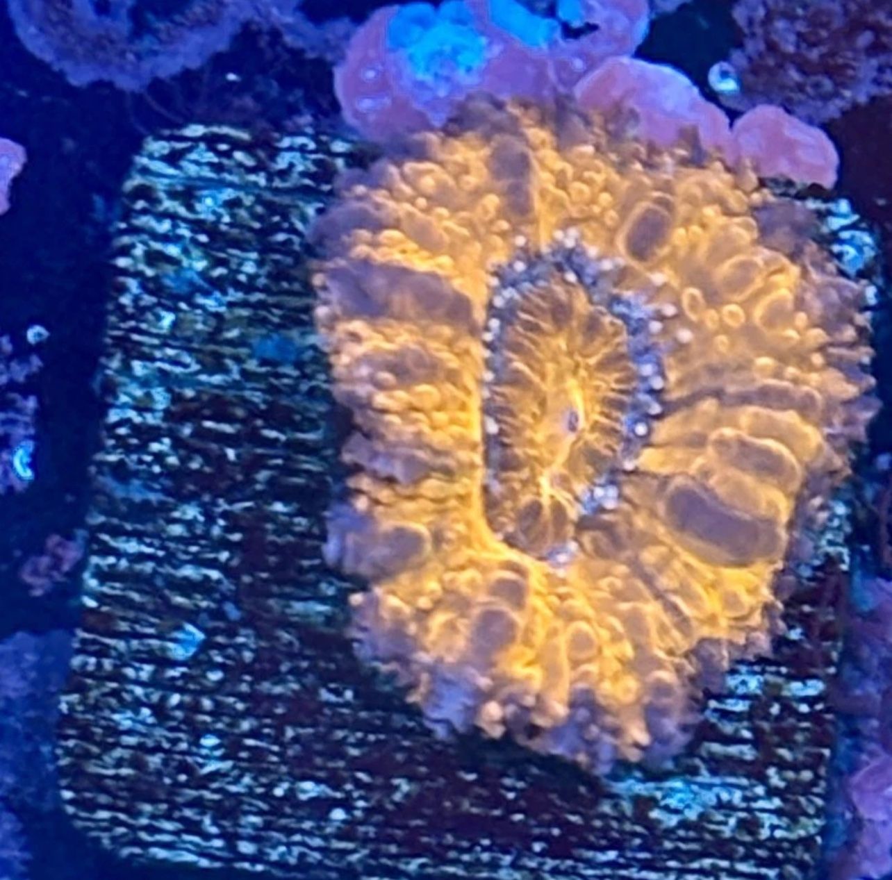 Asian Acan Display Decor