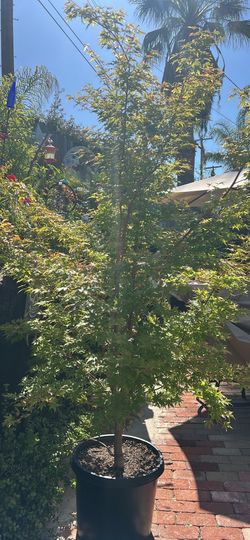 Japanese maple tree by Monrovia