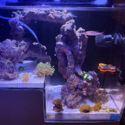 Drop Off Reef Tank
