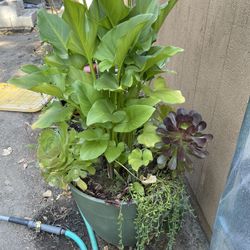 Stunning Potted Calla Lily & Succulent Arrangement