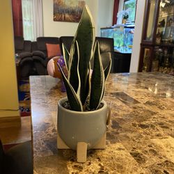 Decorative Plant - $10
