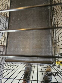 Dogs Cage
