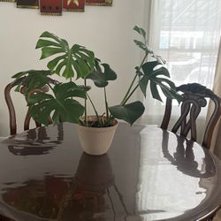 Healthy Monestra Plant For Sale $30