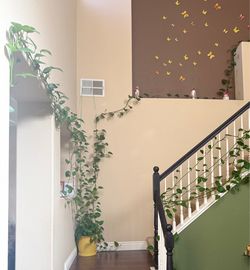Large Mature Golden Pothos (Money Plant) with Decorative Planter