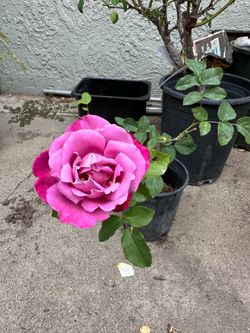 1 gallon rose