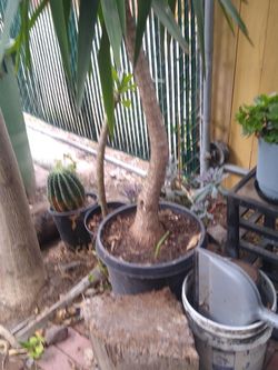 Yuca