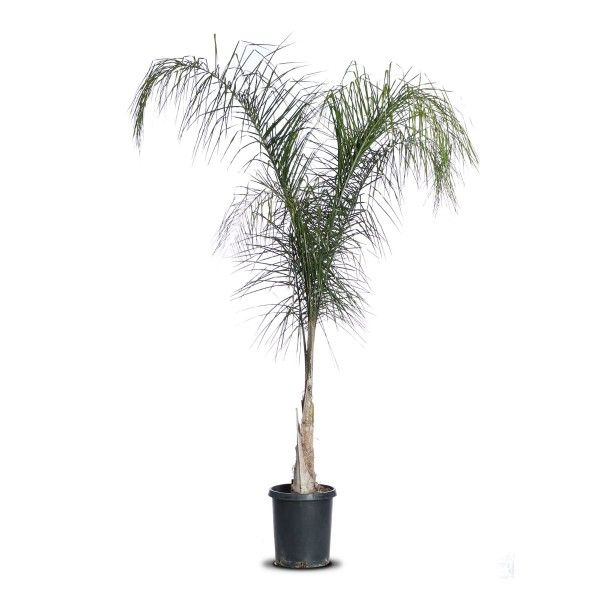 Queen Palm Trees