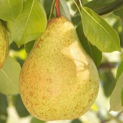 Dwarf  Pear, Apple, Nectarine, Peach   Trees