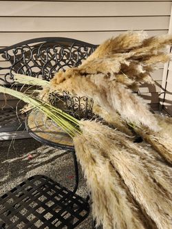 Fresh Cut Pampas Grass