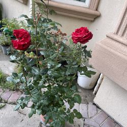 Nice  Rose Plant For Garden