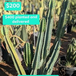 Peruvian Apple Cactus