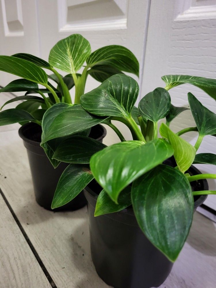 🌿Healthy Live Beautiful Stripes Philodendron Birkin 8" Tall In Nursery Pot 4"