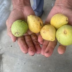 Guayaba  For Sale 