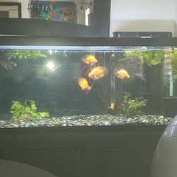 75 Gallon Aquarium (Fish Are Not For Sale)
