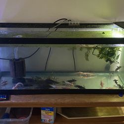 Aquarium Fish Tank Axolotl