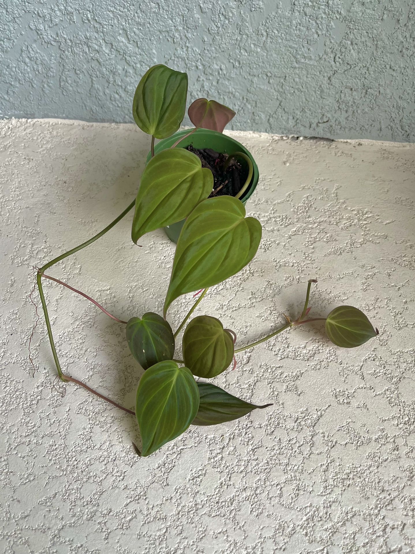 Philodendron Micans Plant