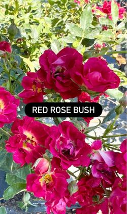 🌹 Red Rose Bush