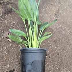 Paradise Birds [ Strelitzia reginae] 