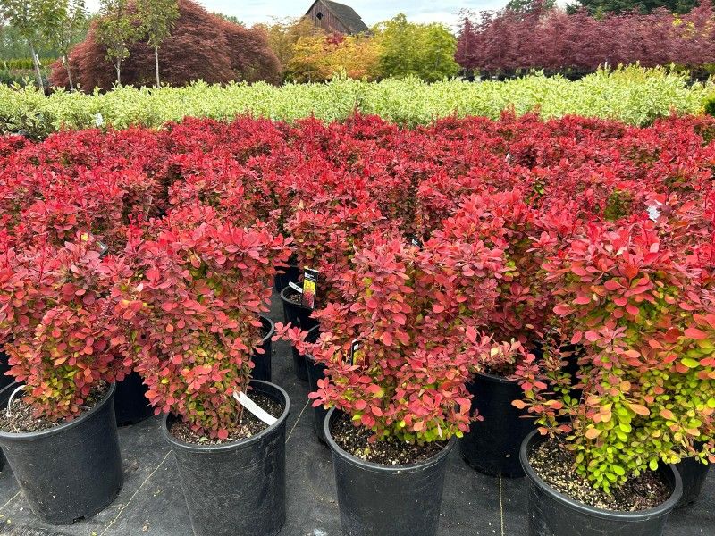 Barberry Plants For Sale